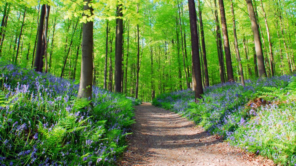 Wild bluebell hyacinths and beech trees in Hallerbos forest, Belgium