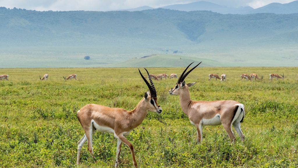 Adult male Grant's gazelles (Nanger granti) inside Ngorongoro Crater, Tanzania