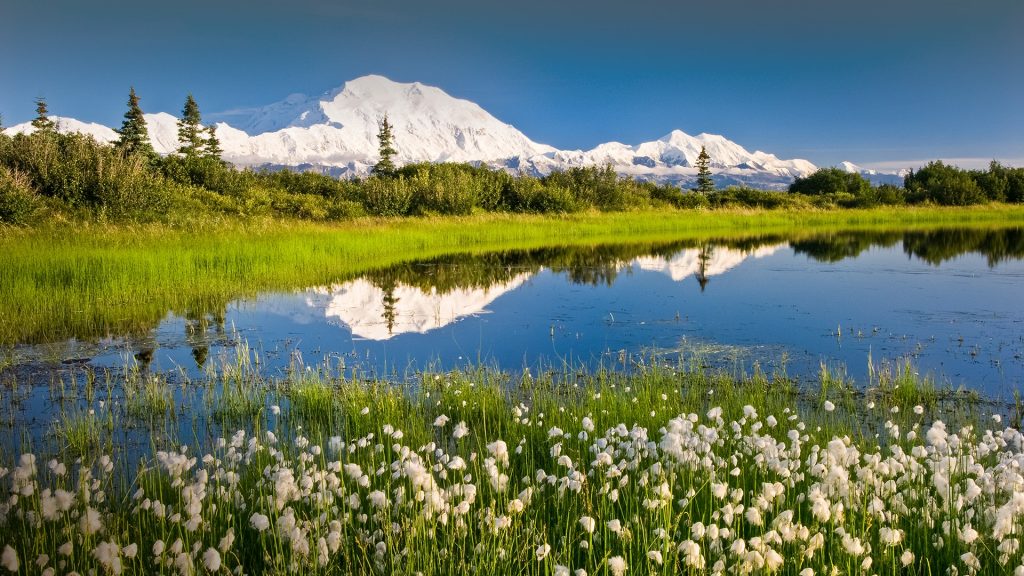 Alaska Cotton with Denali reflected in pond, Denali National Park, Alaska, USA