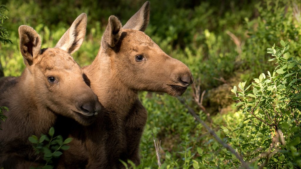 European elk (Alces alces) twin calves in the forest in bilberry bushes, Norway
