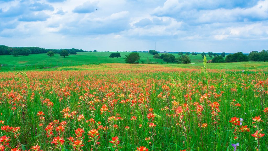 Field of blooming Indian Paintbrush (Castilleja indivisa) wildflowers, Norman, Oklahoma, USA