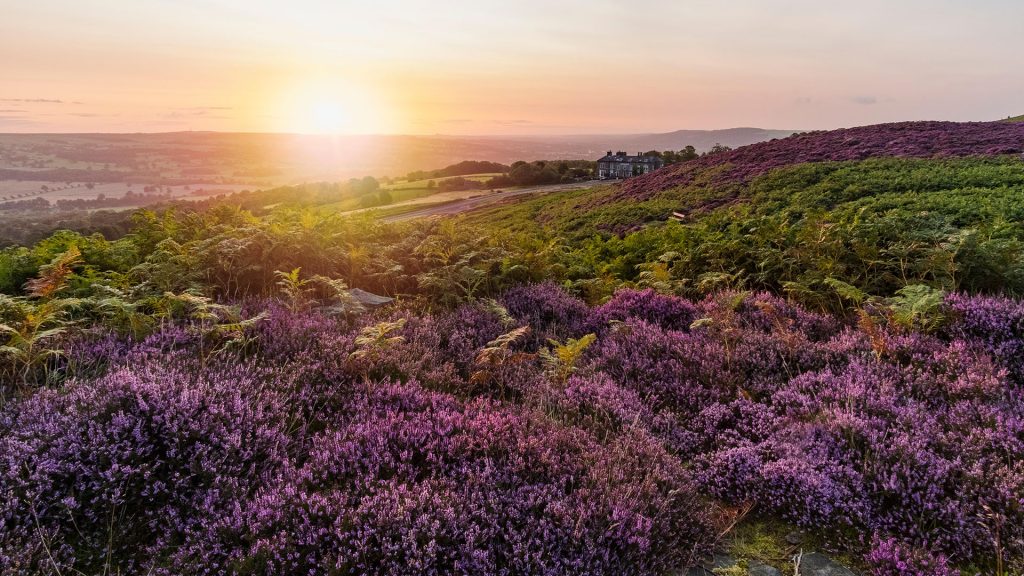 Purple heather at summer sunrise, Ilkley Moor Cow and Calf Rocks, Hangingstone Road, England, UK