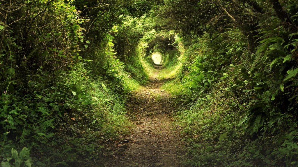 Tunnel like path covered with bushes and trees with light at the end