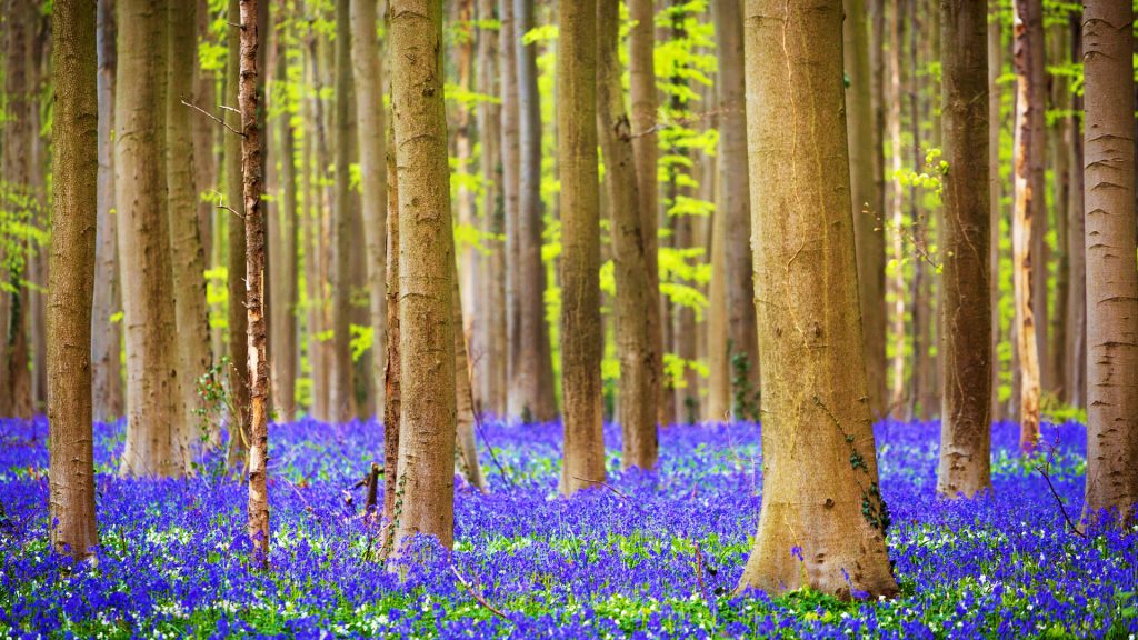 Beech forest full of blue bells flowers, Hallerbos, Benelux, Flanders, Belgium