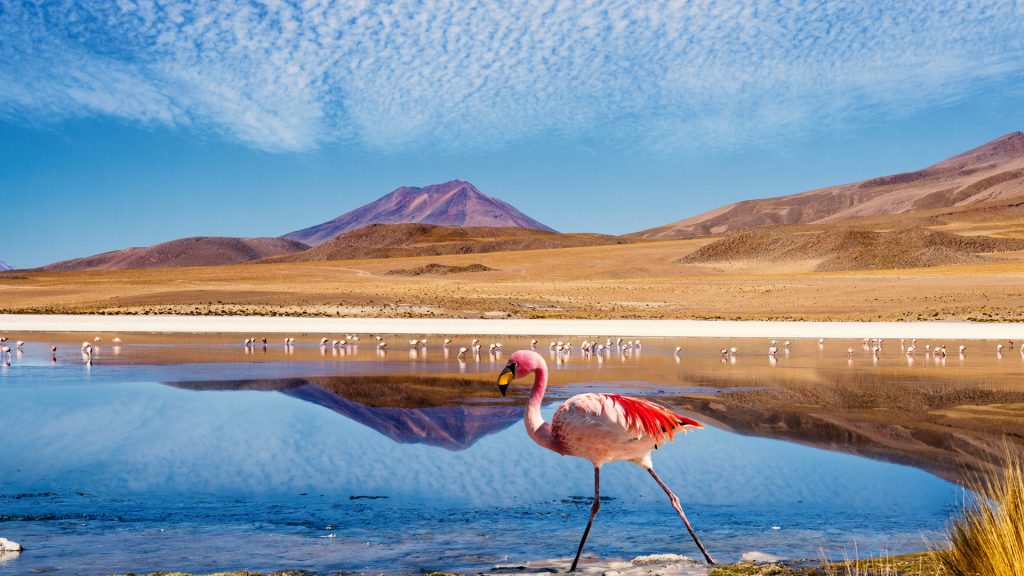 Laguna at "Ruta de las Joyas altoandinas" with pink flamingos, Salar de Uyuni, Bolivia