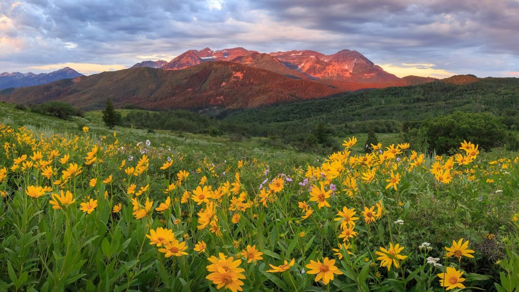 Sunrise summer wildflowers on Mount Timpanogos, Southern Wasatch Mountains, Utah, USA