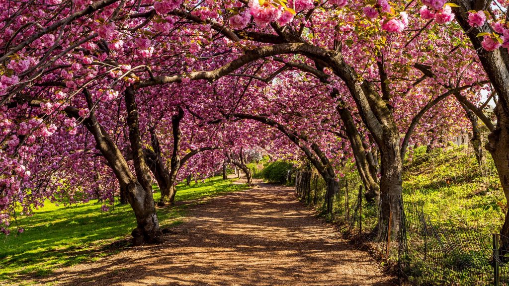 Cherry blossom in Central Park, Manhattan, New York City, USA