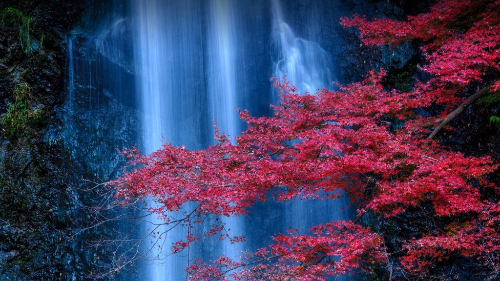 The Minoo waterfall and red Japanese maple leaves at the peak time, Osaka, Japan
