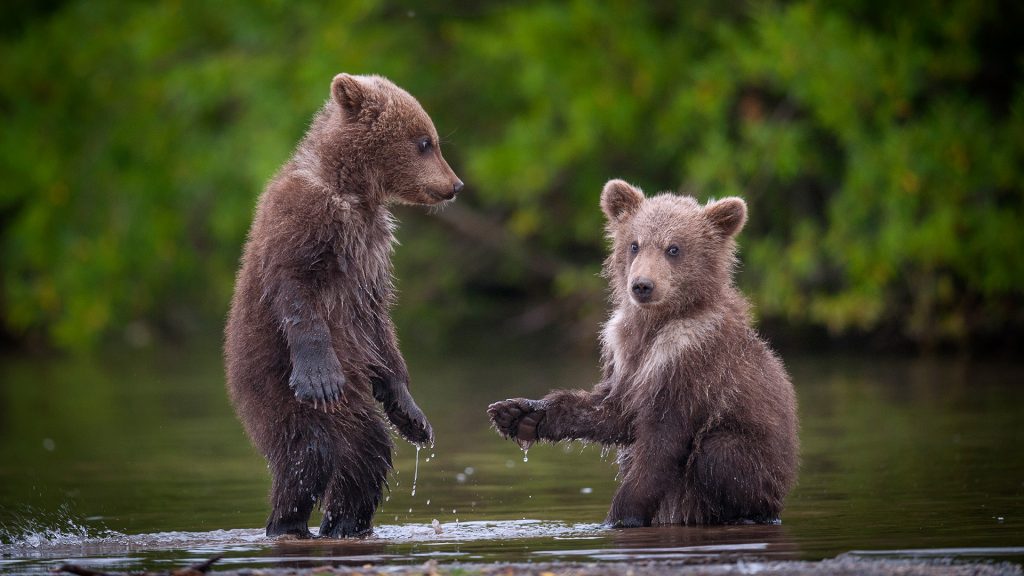 Two brown bear cubs in river, Kamchatka Krai, Russia