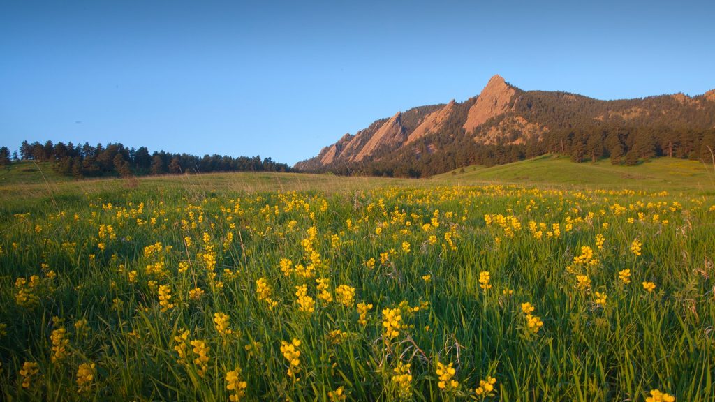 Yellow flowers and Flatiron Mountains, Chautauqua Park in Boulder, Colorado, USA