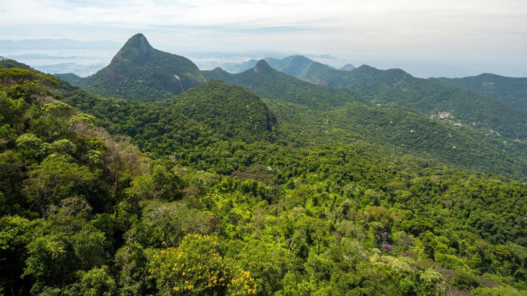 Natural scenery of forest and mountains, Tijuca Forest National Park, Rio de Janeiro, Brazil