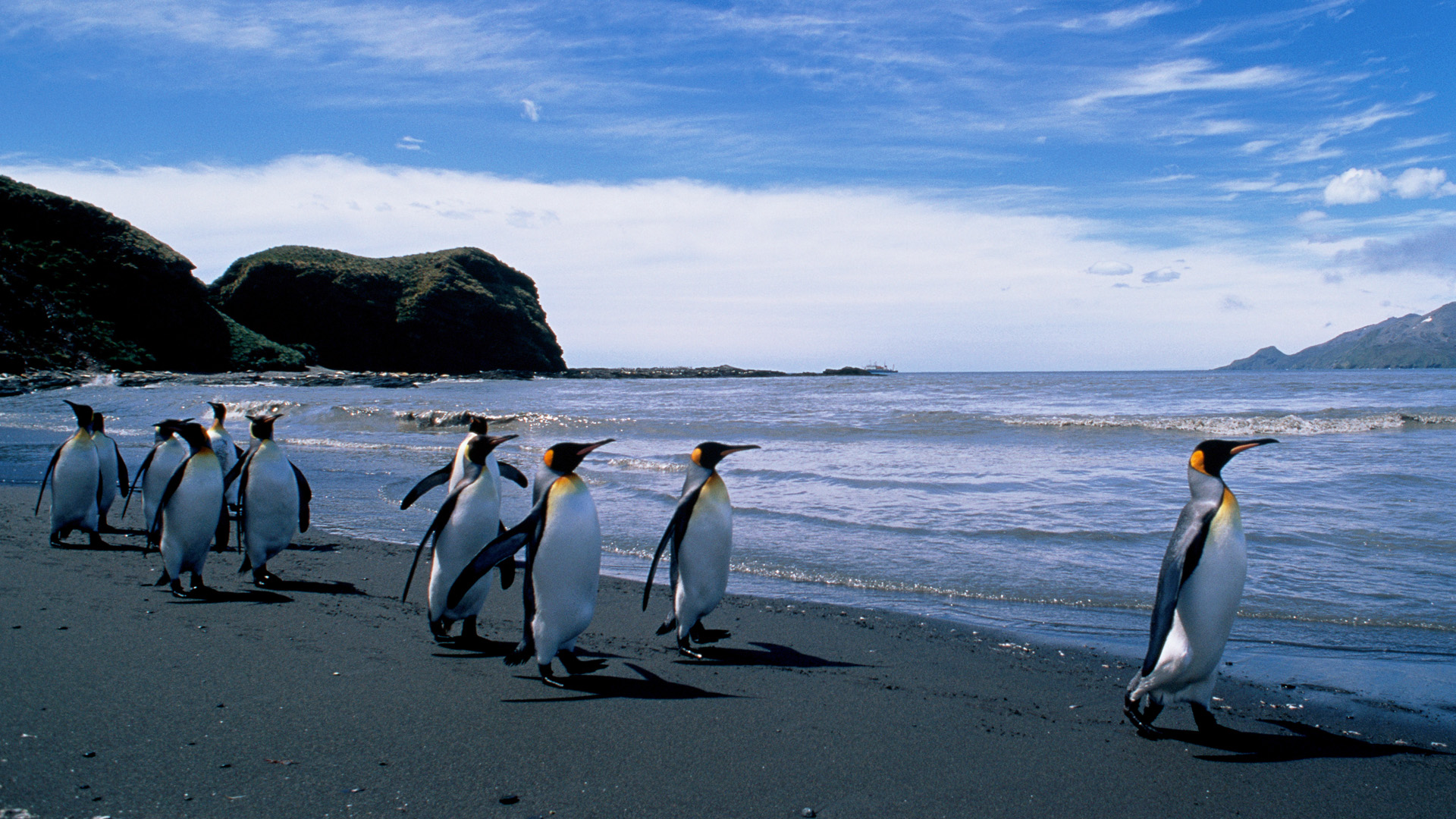 King Penguins In Royal Bay Of South Georgia Antarctica Windows 10 Spotlight Images