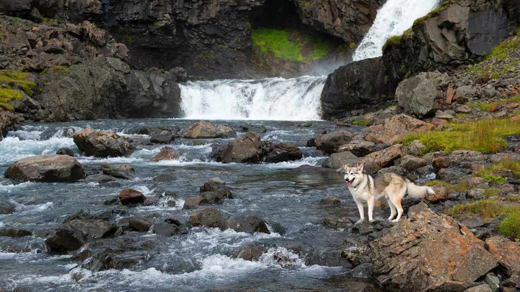 Alaskan Husky standing near the waterfall, Iceland