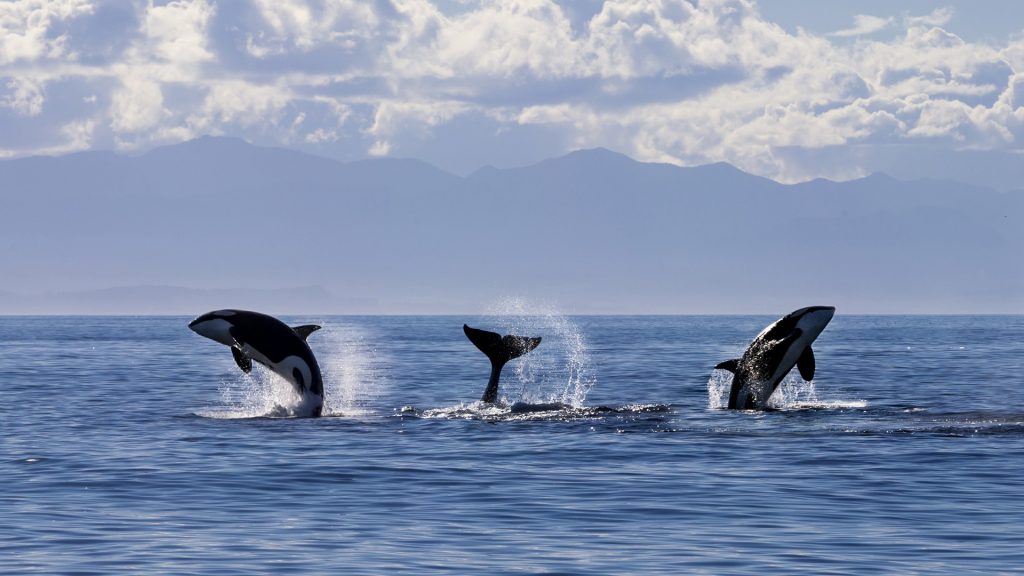 Killer whale (orca) family playing, Canada