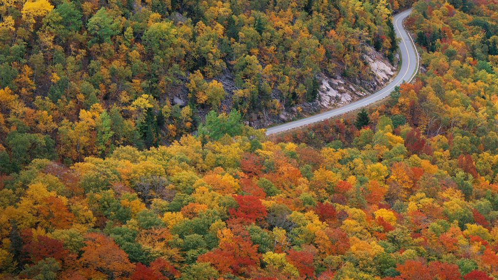 Road snakes through autumn colored trees, Acadia National Park, Maine, USA