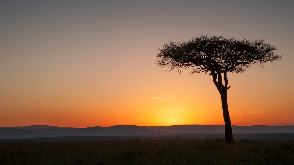 Tree at sunset in savanna landscape, Masai Mara National Reserve, Kenya