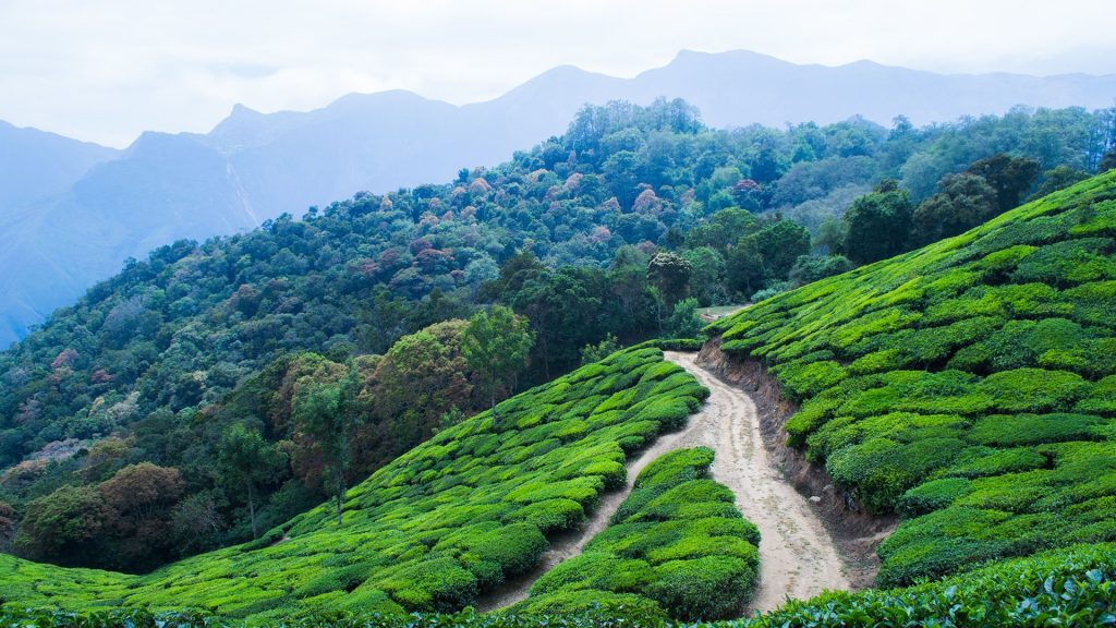 Tea plantation in the mountains with paths in morning fog, Munnar, Kerala, India