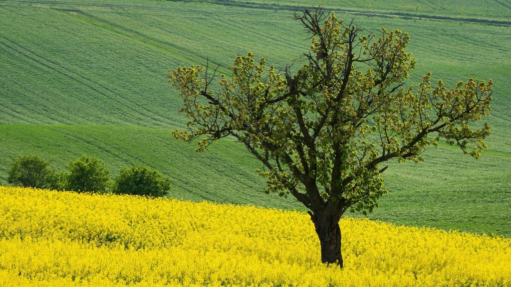 Tree in rapeseed fields near Kyjov, Hodonin District, South Moravian Region, Czech Republic