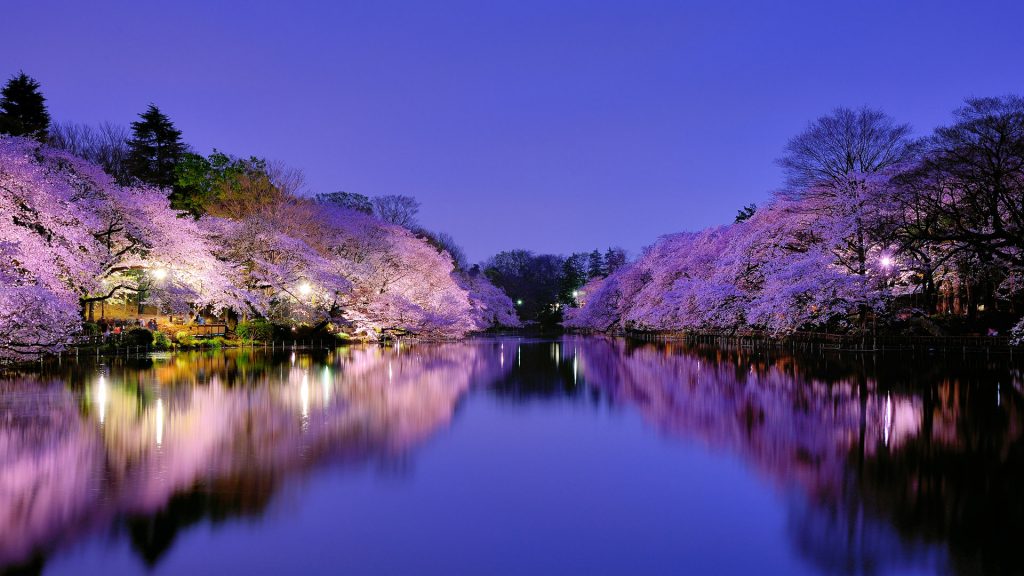 Cherry blossom lake, sakura at night, Osaka, Japan