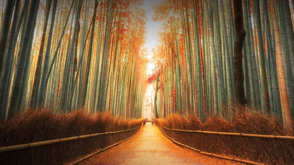 Arashiyama Bamboo Forest in autumn, Kyoto, Japan