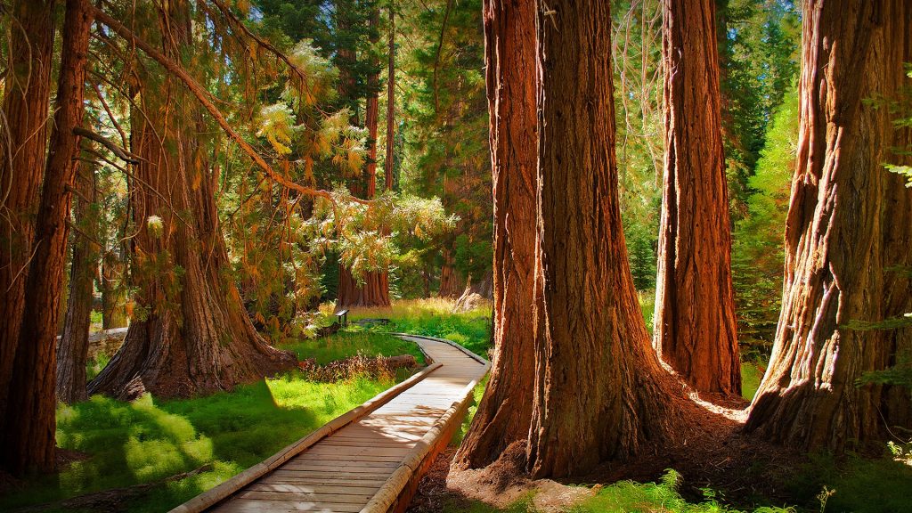 Fairyland, Big Tree Trail in Sequoia National Park, California, USA