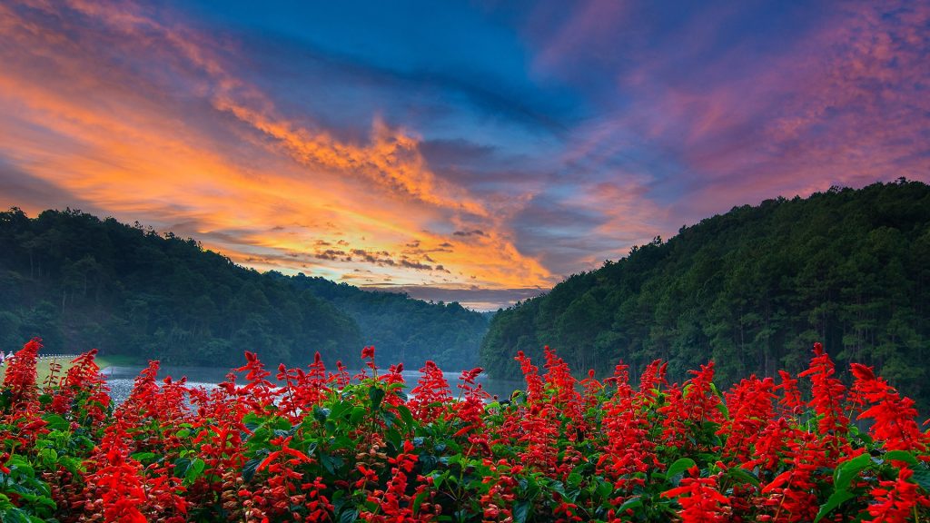 Flowers garden with the beautiful sky, Thailand