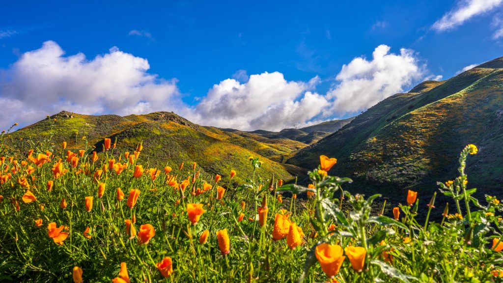 Wildflower super bloom in springtime, Lake Elsinore, California, USA