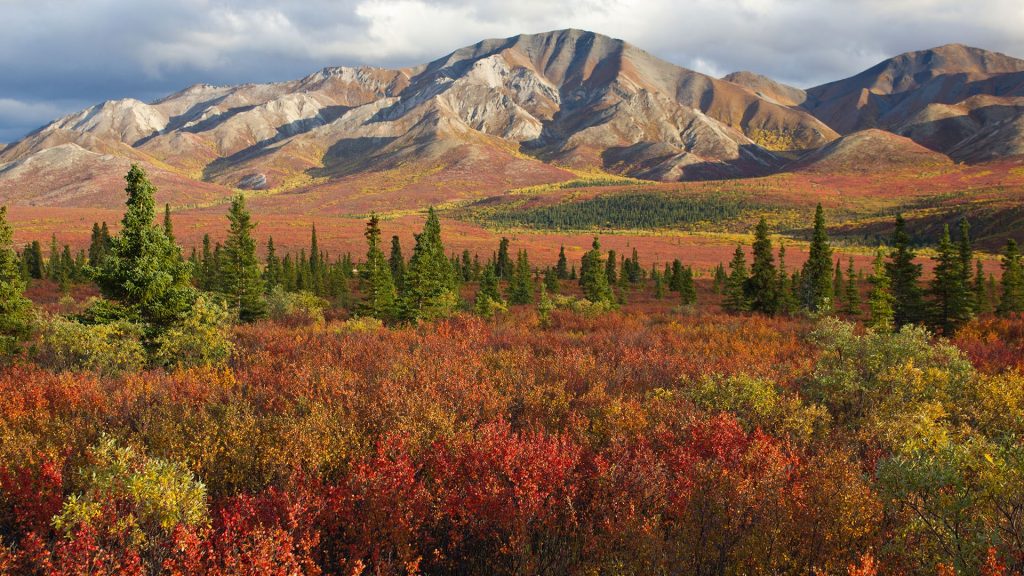 Denali National Park and Preserve in autumn, Alaska, USA