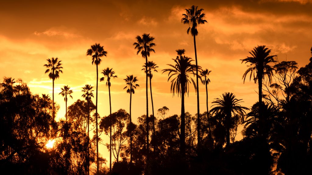 Palm trees against beautiful sunset in Los Angeles, California, USA