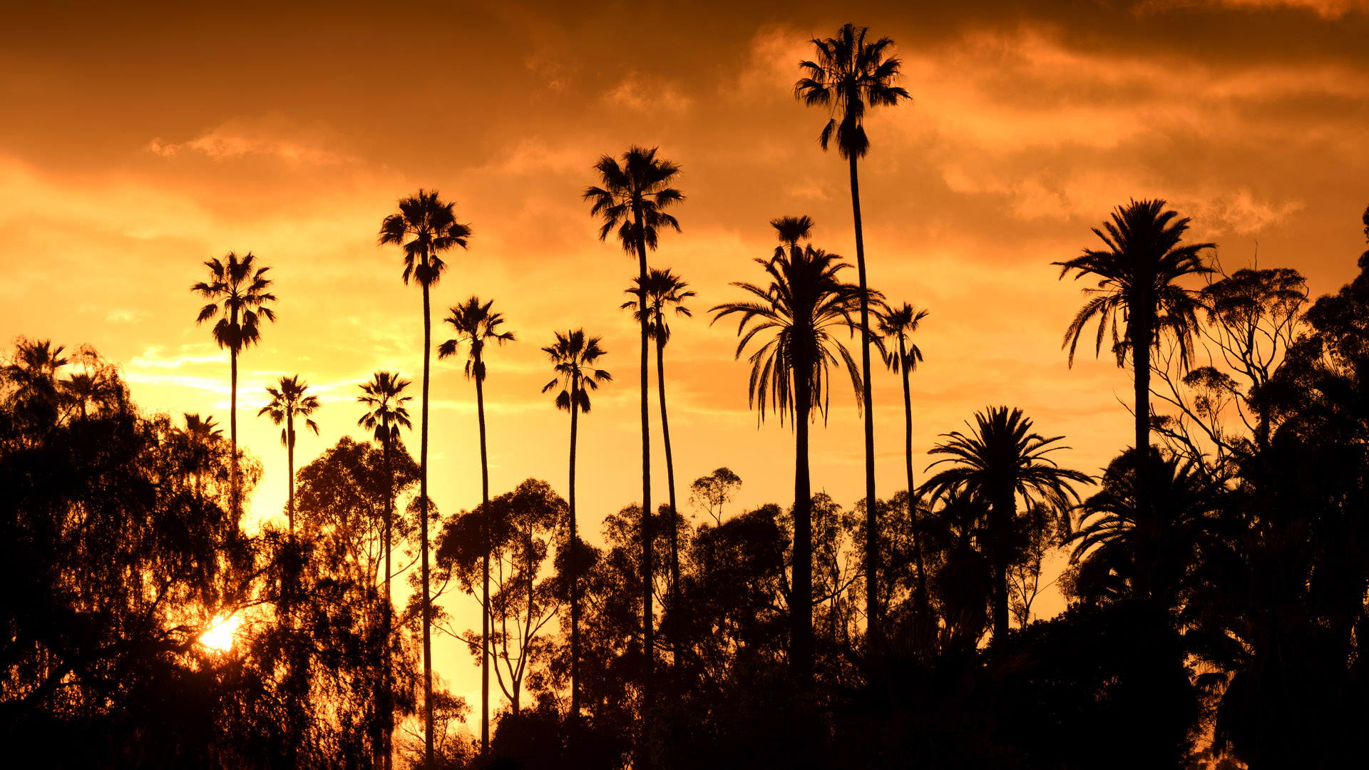 los angeles palm trees sunset