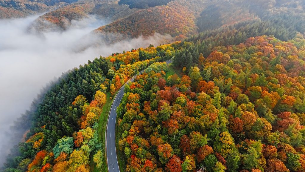 Aerial view of autumn forest road in morning fog, Moselle Valley, Germany