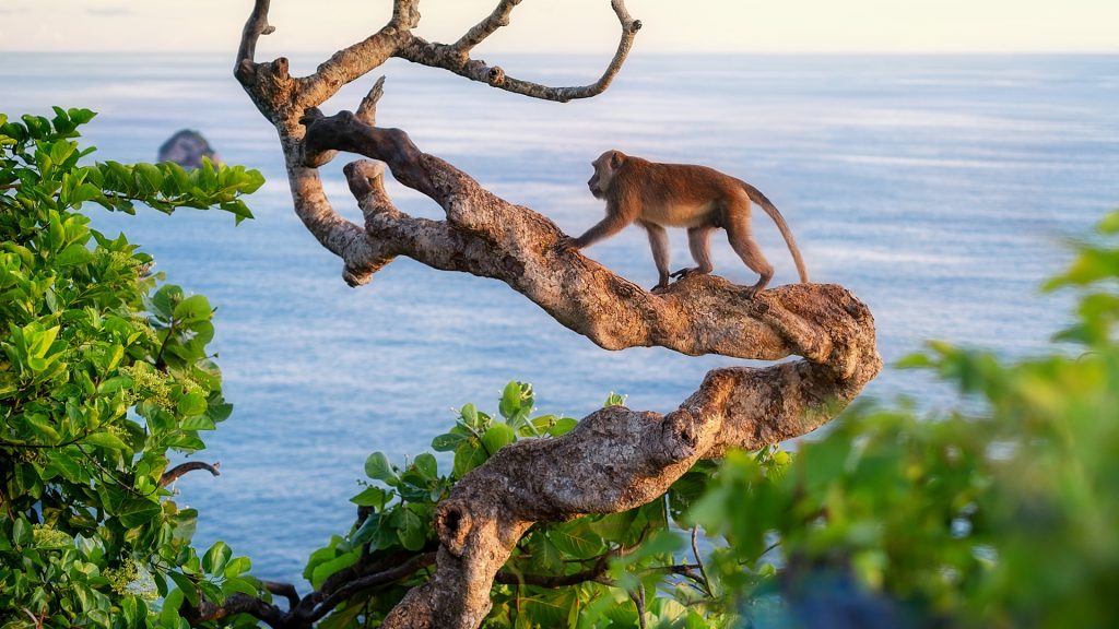 Monkey on the tree, Kelingking beach, Nusa Penida, Bali, Lesser Sunda Islands, Indonesia