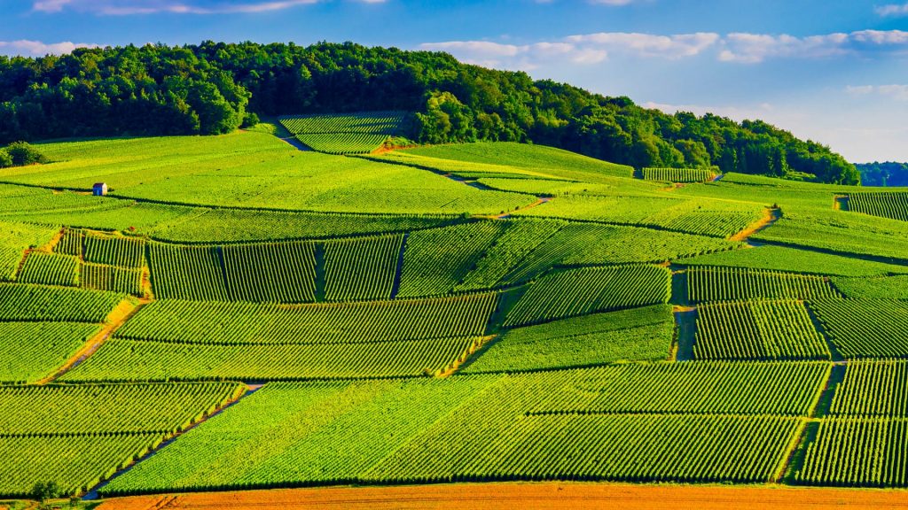 Champagne vineyards, Cuis, Marne, Champagne, Grand Est, France