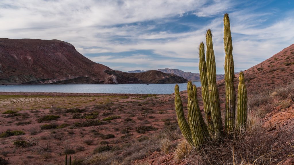 Cactus grows in the desert on Isla San Francisco, Mexico