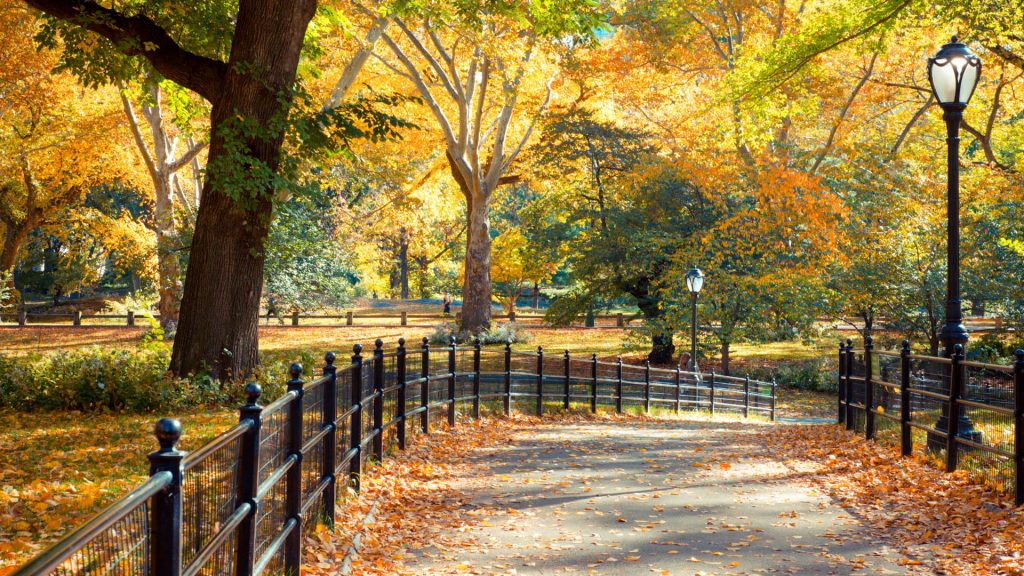 Central Park in New York City on colorful autumn day, USA