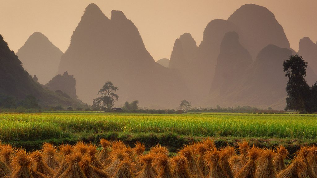 Harvested rice fields at sunset near Yangshuo, Guangxi Region of China