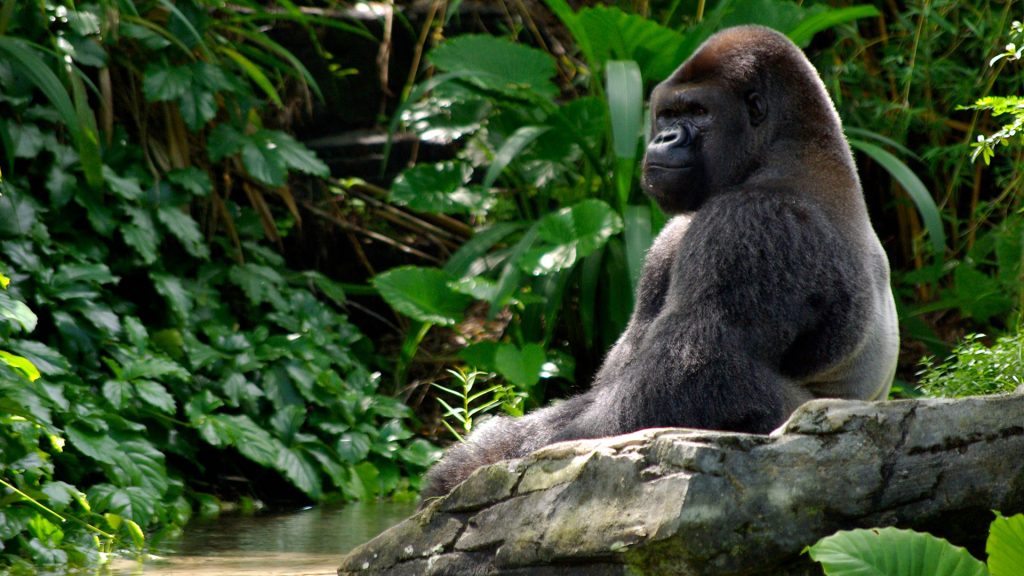 Resting Gorilla by water