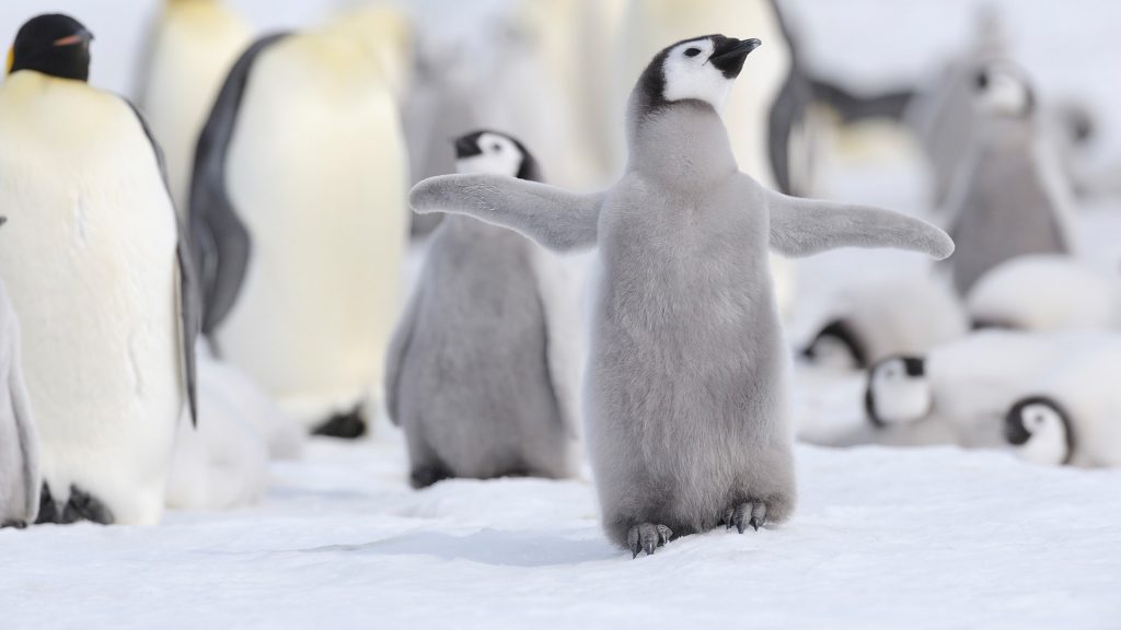 View of emperor penguin in group, Antarctica