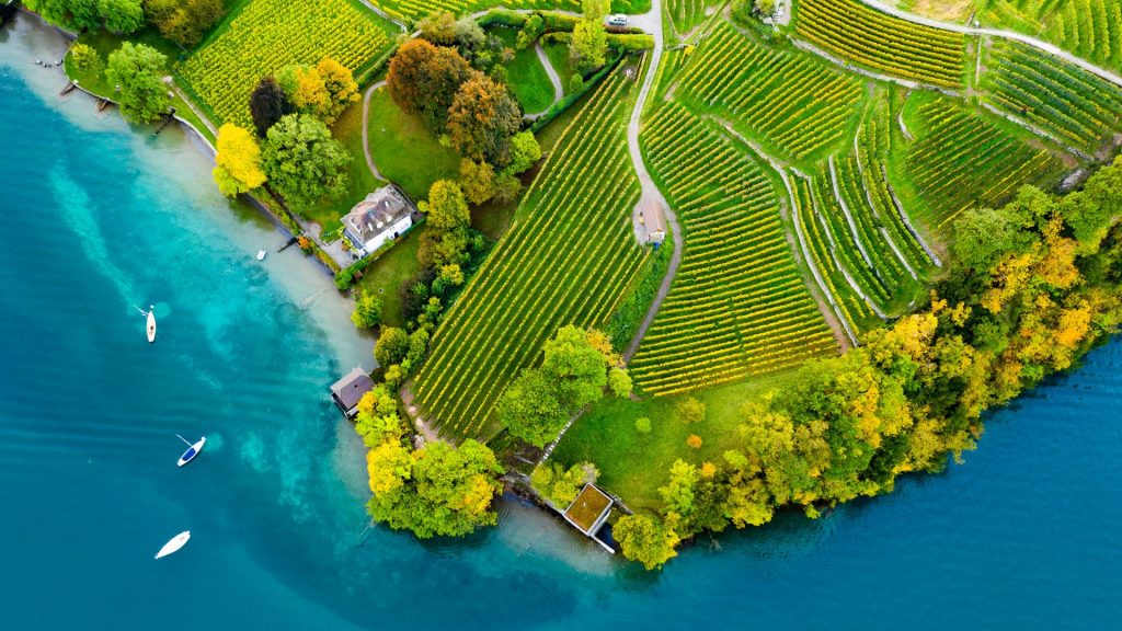 Vineyards on the lake Thun in the Bernese Oberland, Spiez, Switzerland