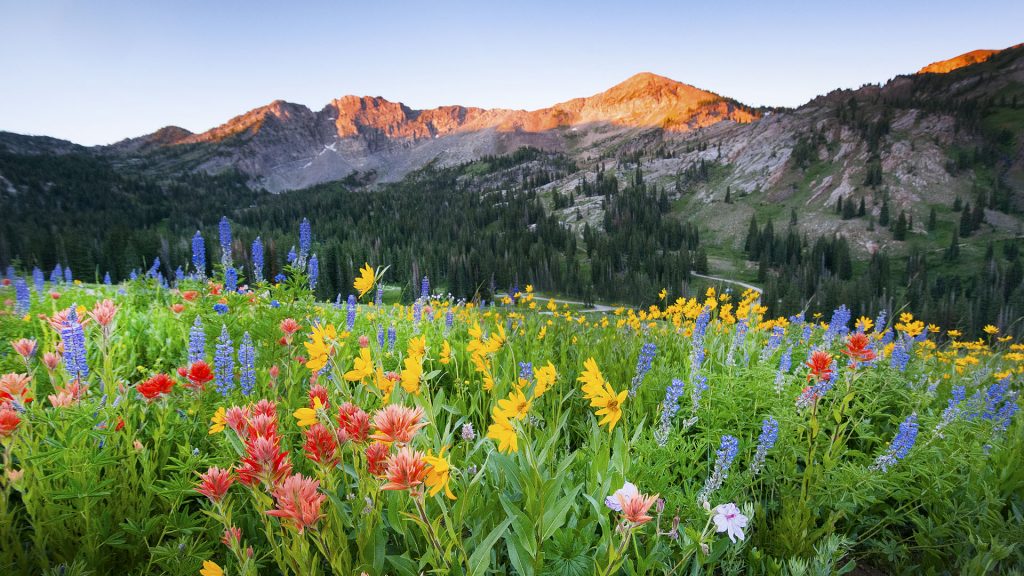 Dawn breaks over the wildflowers in Albion Basin at the Alta Ski Area, Utah, USA