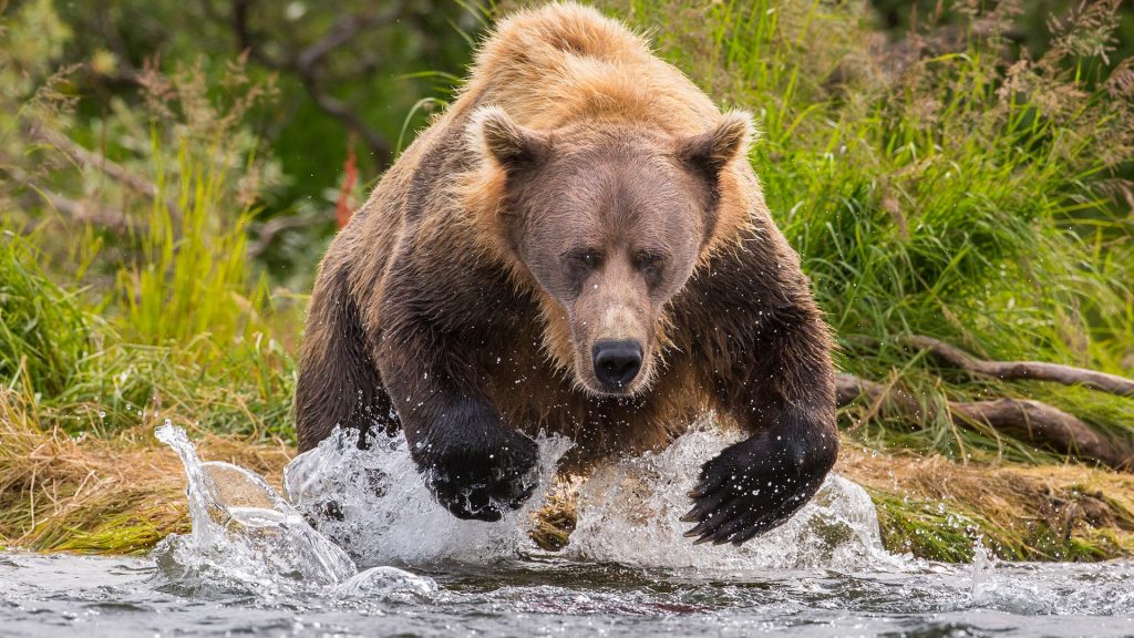 Alaska Peninsula brown bear hunting for salmon, Katmai National Park, Alaska, USA