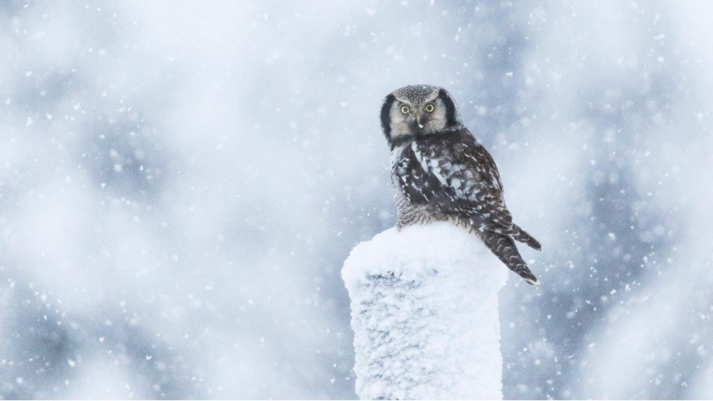 Northern hawk owl (Surnia ulula) sitting on a telephone pole in snow storm, Gällivare, Sweden