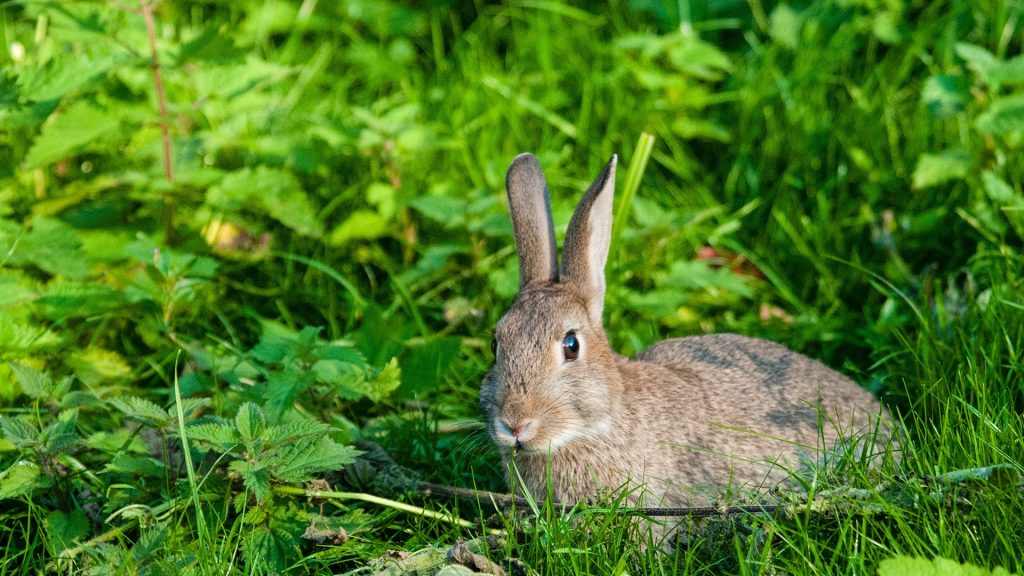 Wild rabbit lying down in overgrown garden among grass and brambles, Cheshire, England, UK