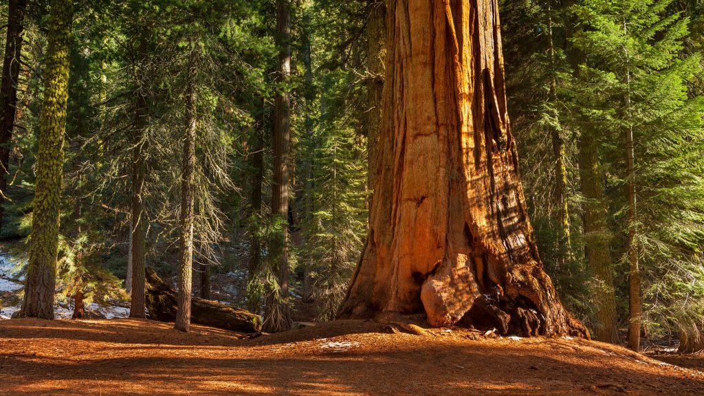 Massive ancient giant sequoias in groves in Kings Canyon National Park, California USA