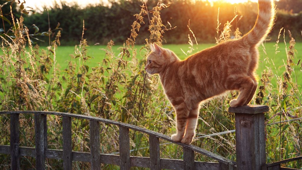 Ginger cat standing on a fence at sunset, Norfolk, England, UK