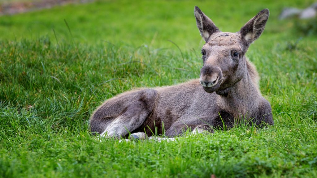Moose or Eurasian Elk (Alces alces) calf lying in the grass, Smaland, Sweden