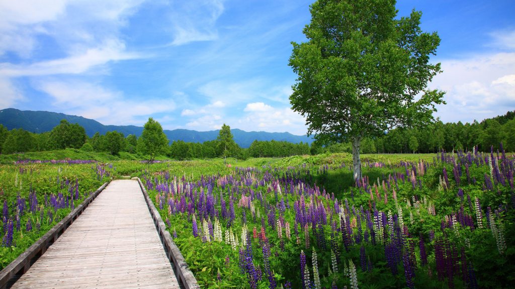 Walking path through Lupine fields with blue sky, Kamishihoro, Hokkaido, Japan