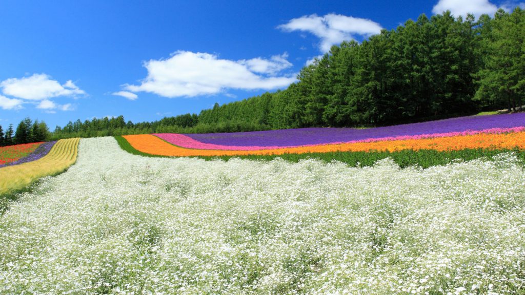 Flower fields in Furano Basin and sky with clouds, Hokkaido, Japan