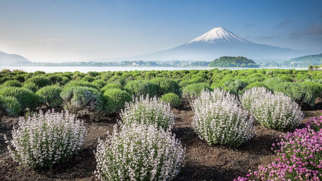 Mount Fuji with morning spring flower garden, Oshi park, Kawaguchiko lake, Yamanashi, Japan