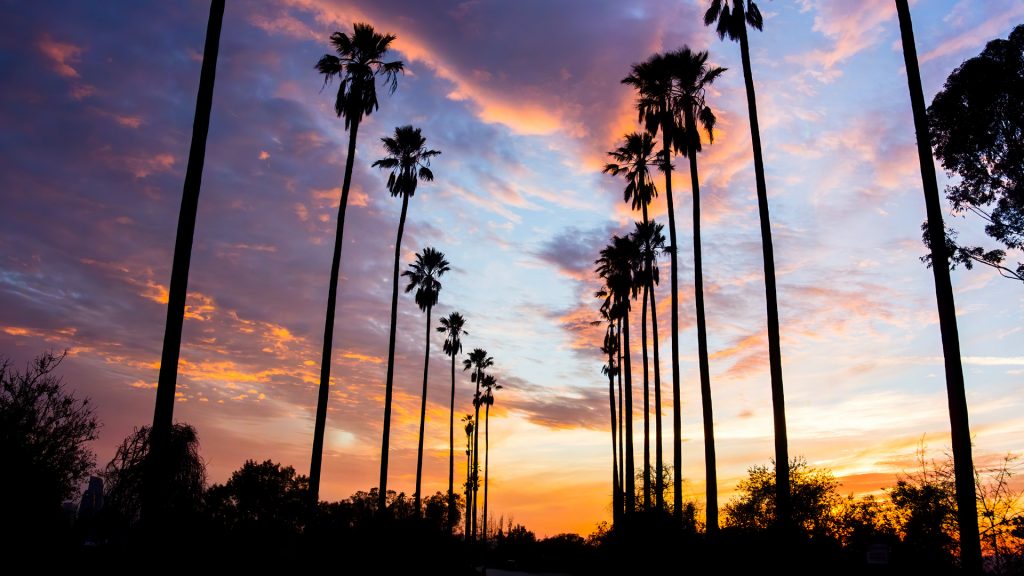 Palm Trees Lined Street in Los Angeles, silhouetted against colorful clouds, California, USA
